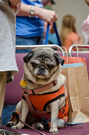 PugOween-180