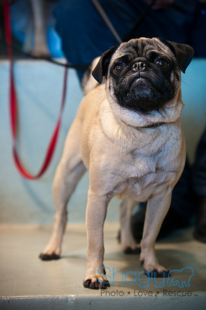PugOWeen-3431