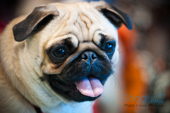PugOWeen-3616