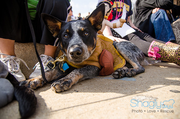 Krewe of Barkus 2012-308