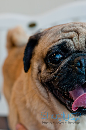 DFWpugrescue-liveattheboardingbugalow-10