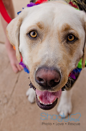 Wags and Waves 2011-410