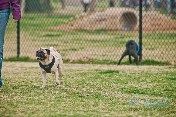 Pug Love Fun Run-84