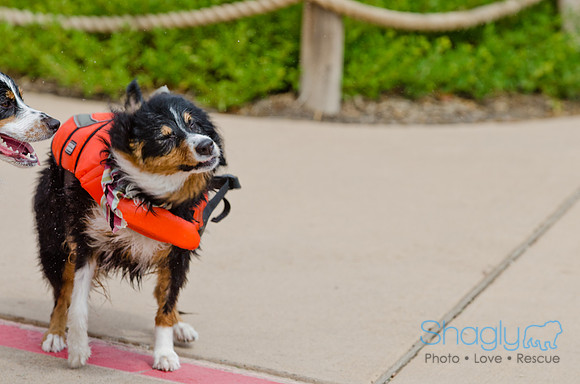 Wags and Waves 2011-175