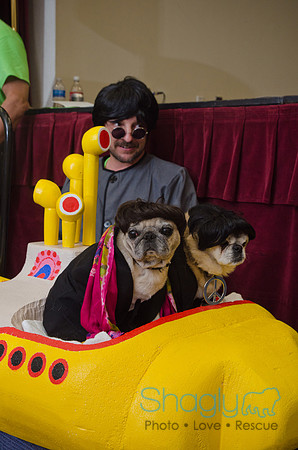 PugOween-245