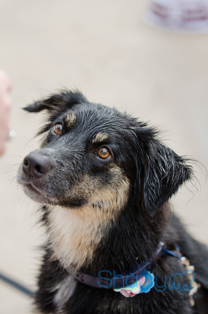 Wags and Waves 2011-40