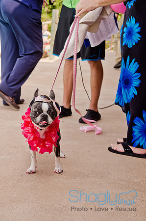 Wags and Waves 2011-396
