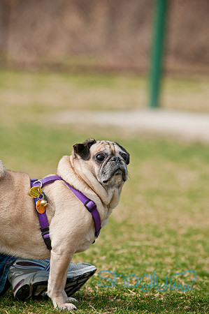 Pug Love Fun Run-165