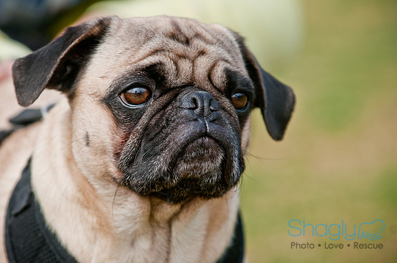 Pug Love Fun Run-149