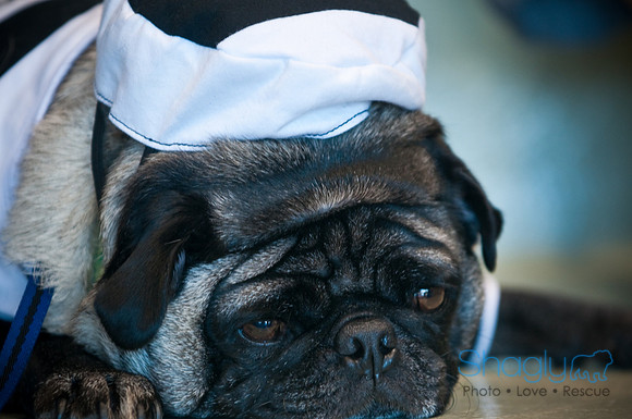 PugOWeen-3003