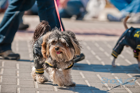 Krewe of Barkus 2011-81