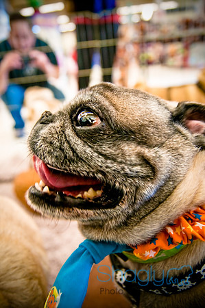 DFW Pug Rescue-9