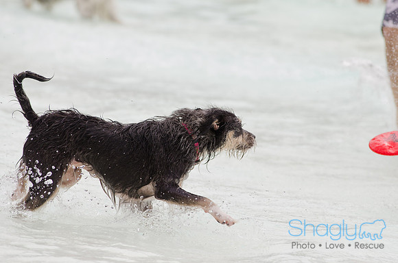 Wags and Waves 2011-156