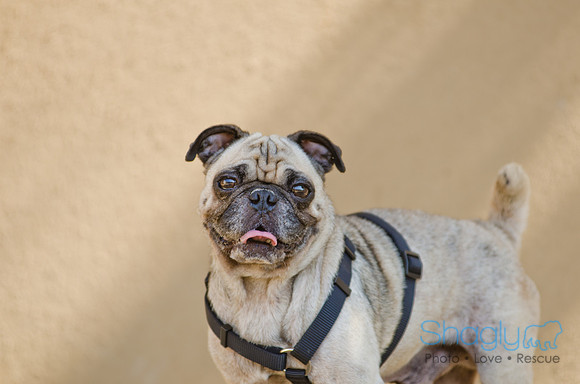 Shagly Photography-DFW Pug Rescue-15