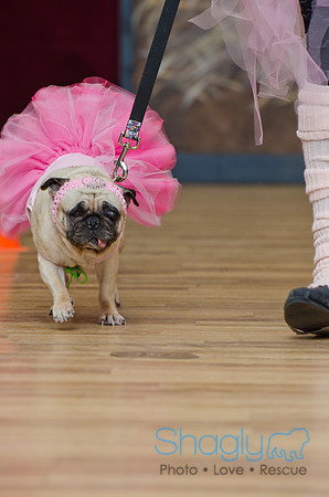 PugOween-106