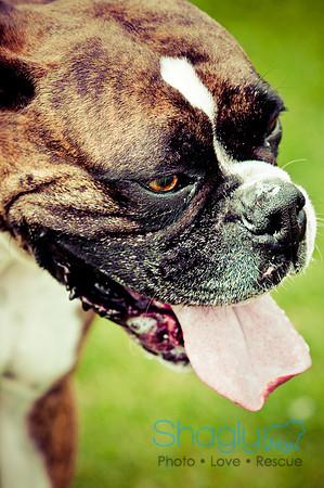 Dog Bowl 2010-32