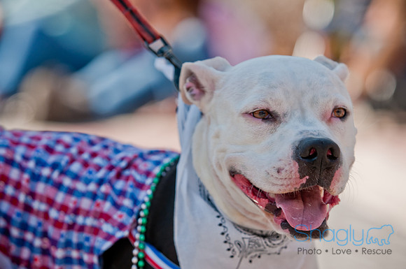 Krewe of Barkus 2011-95