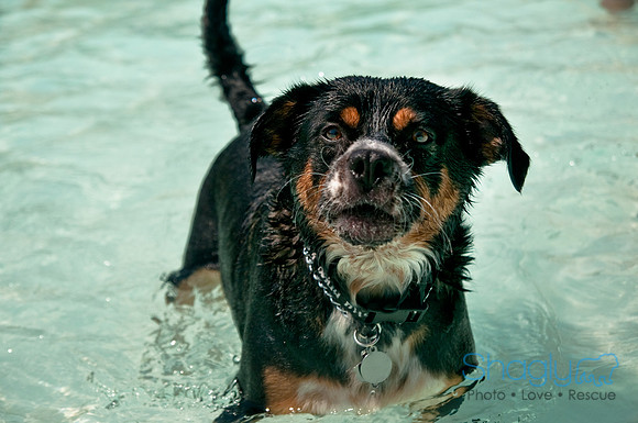 Wags and Waves-448