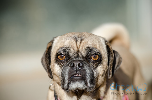 DFW Pug Rescue Boarding Bungalow-31