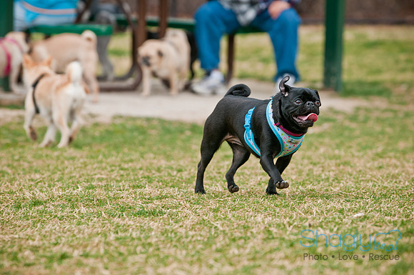 Pug Love Fun Run-117