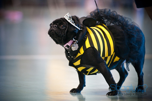 PugOWeen-2901