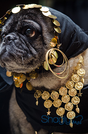 PugOween-101