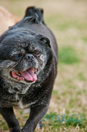 Pug Love Fun Run-202