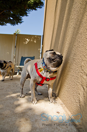 Shagly Photography-DFW Pug Rescue-18