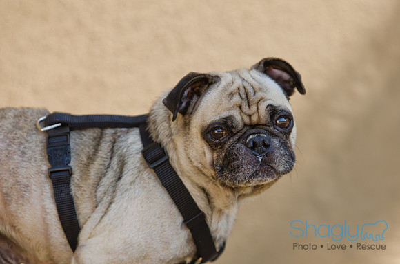 Shagly Photography-DFW Pug Rescue-6