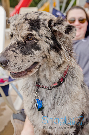 Wags and Waves 2011-271