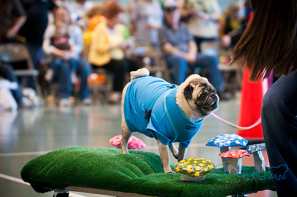 PugOWeen-3038