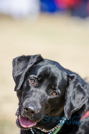 Krewe of Barkus 2012-154