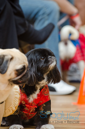 PugOween-51