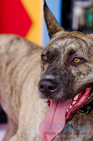 Wags and Waves 2011-468