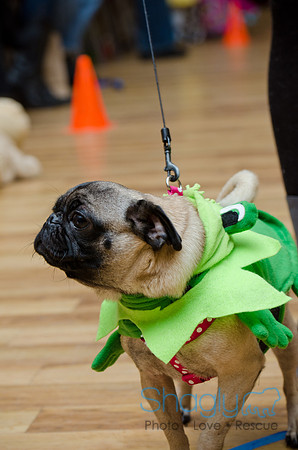 PugOween-196