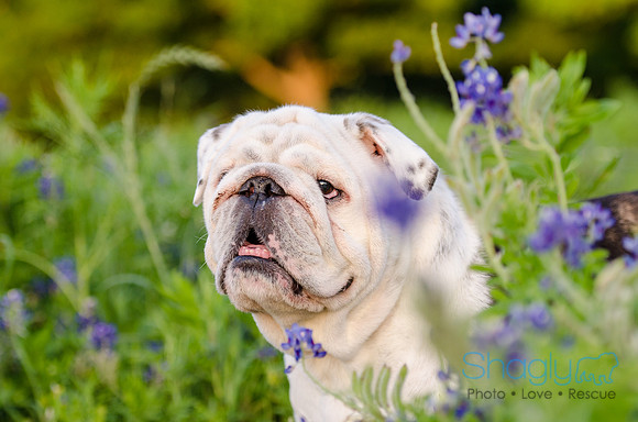 Bluebonnets Pug and Bulldog-44