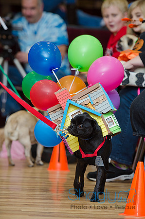 PugOween-49