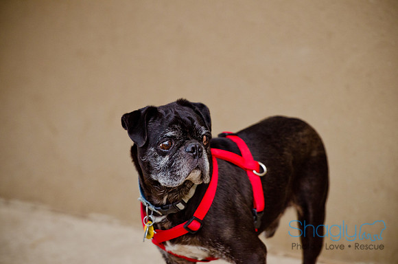 DFW Pug Rescue-The Boarding Bungalow-20