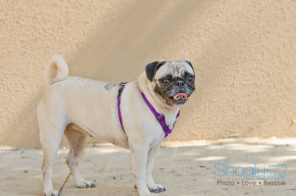 Shagly Photography-DFW Pug Rescue-5