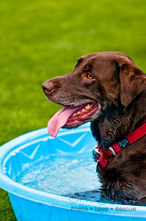 Dog Bowl 2010-82