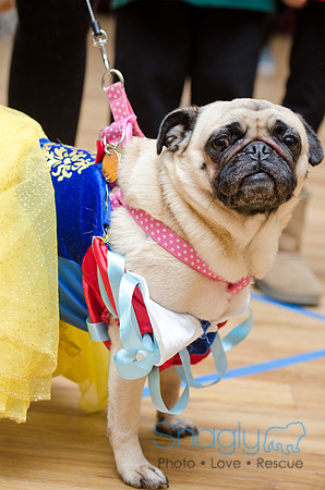 PugOween-91