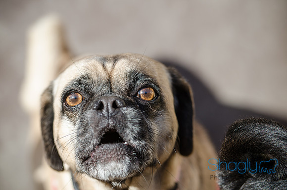 DFW Pug Rescue Boarding Bungalow-14
