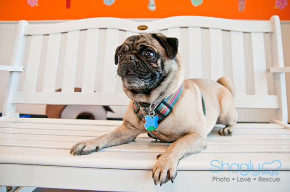 DFWpugrescue-liveattheboardingbugalow-18
