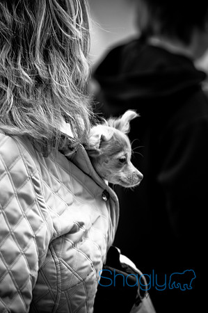 Krewe of Barkus-74