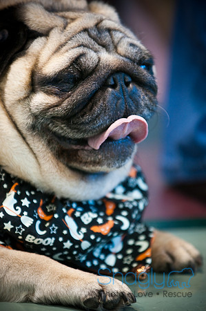 PugOWeen-3614
