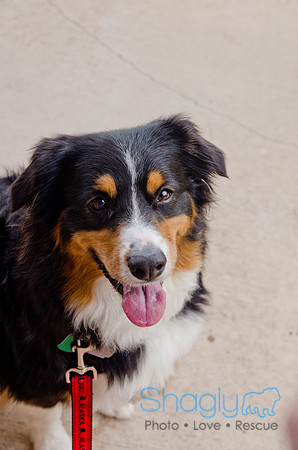 Wags and Waves 2011-426