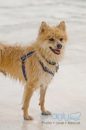 Wags and Waves 2011-500