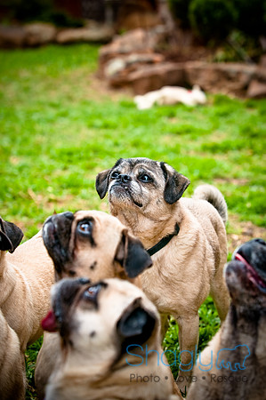 DFW Pug Rescue-88