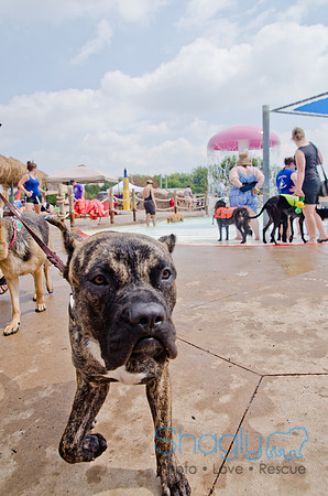 Wags and Waves 2011-343