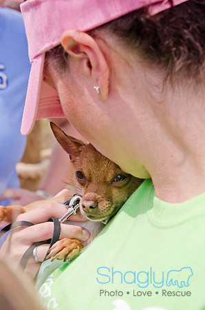 Wags and Waves 2011-388